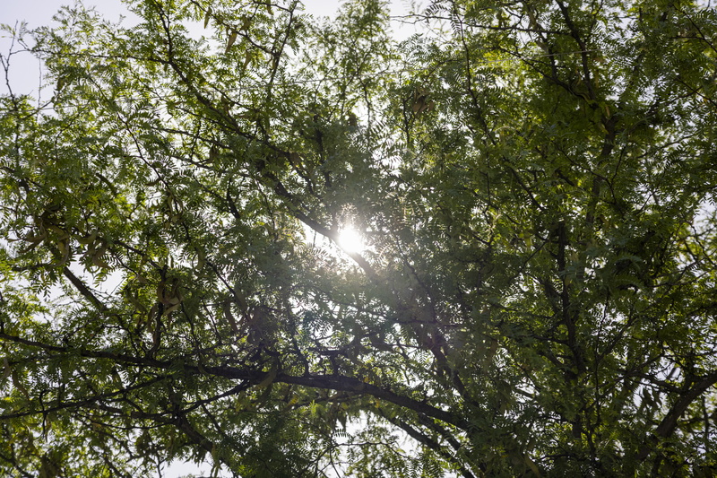 02-26-06-24-Canicule a Vitry-JR-1796